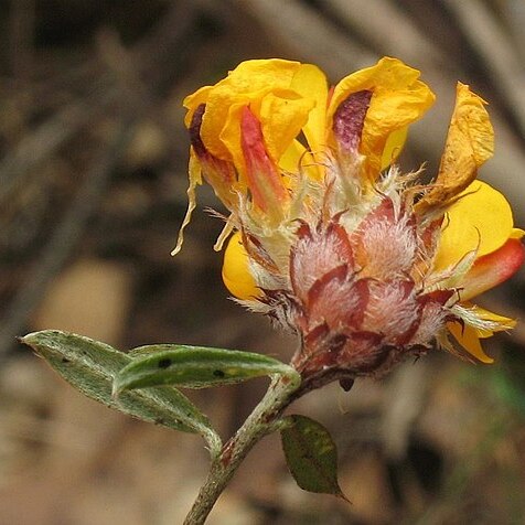 Pultenaea capitellata unspecified picture