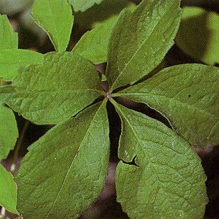 Parthenocissus vitacea unspecified picture