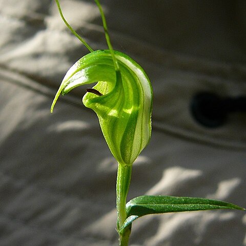 Pterostylis alveata unspecified picture