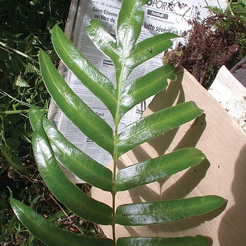 Pteris marquesensis unspecified picture