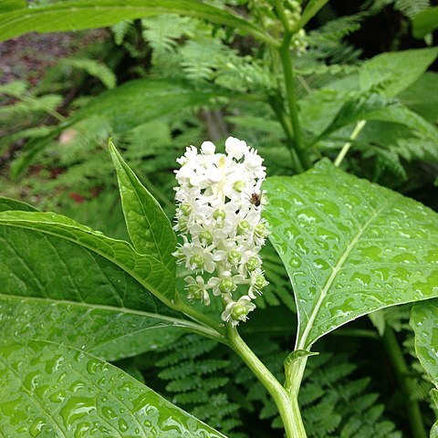 Phytolacca japonica unspecified picture