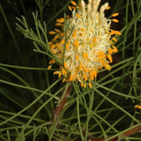 Petrophile fastigiata unspecified picture