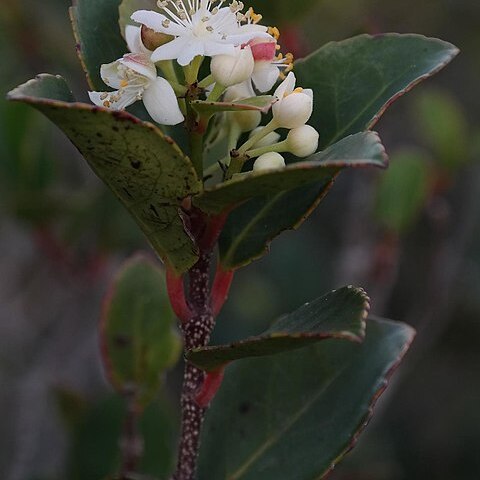 Pseudoscolopia unspecified picture