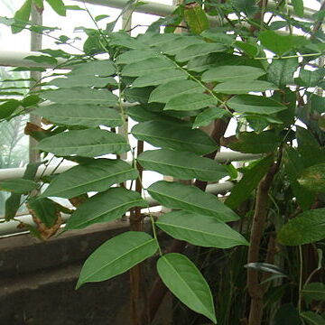 Phyllanthaceae unspecified picture