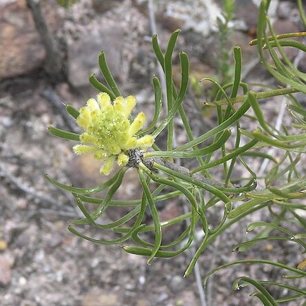 Petrophile helicophylla unspecified picture