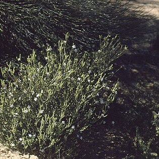 Philotheca thryptomenoides unspecified picture