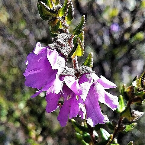 Prostanthera rhombea unspecified picture