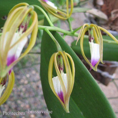 Prosthechea brassavolae unspecified picture