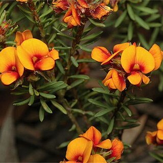 Pultenaea subspicata unspecified picture