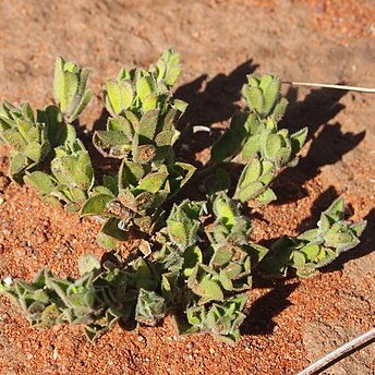 Polygala pterocarpa unspecified picture