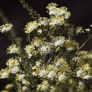 Phebalium obcordatum unspecified picture