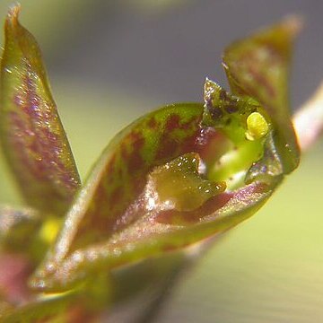 Acianthera hatschbachii unspecified picture