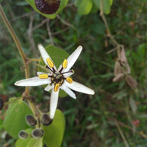 Passiflora bogotensis unspecified picture