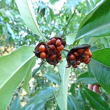 Pittosporum subulisepalum unspecified picture