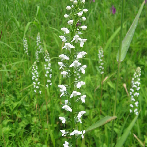 Platanthera hologlottis unspecified picture