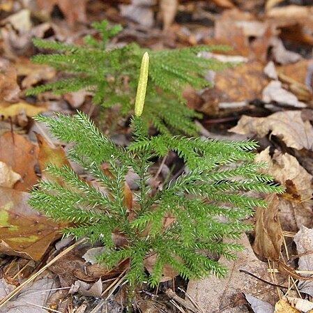 Lycopodium dendroideum unspecified picture