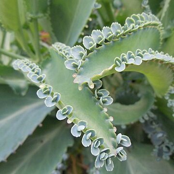 Kalanchoe schizophylla unspecified picture