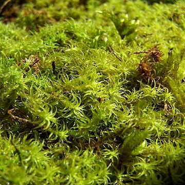 Pleurochaete squarrosa unspecified picture