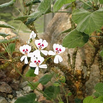 Pelargonium echinatum unspecified picture