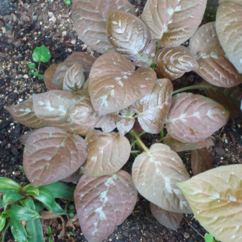 Pseuderanthemum alatum unspecified picture