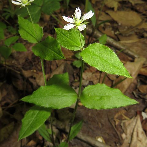 Pseudostellaria japonica unspecified picture