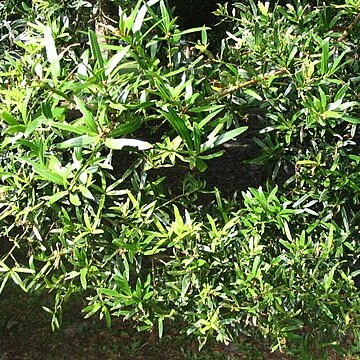 Podocarpus polystachyus unspecified picture