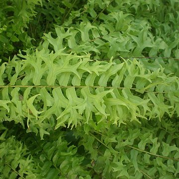 Nephrolepis falcata unspecified picture