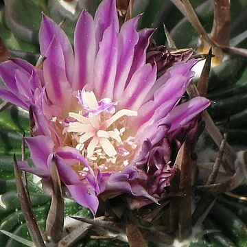 Stenocactus dichroacanthus unspecified picture