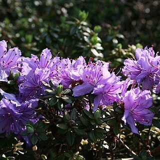 Rhododendron fastigiatum unspecified picture