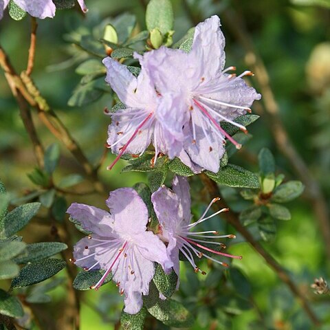 Rhododendron websterianum unspecified picture