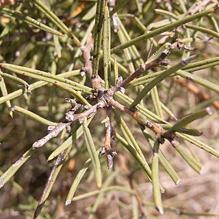 Hakea microcarpa unspecified picture