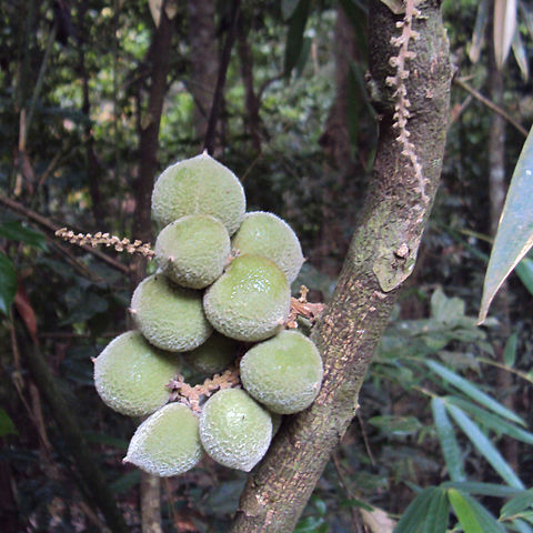 Lepisanthes tetraphylla unspecified picture