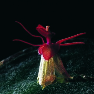 Lepanthes pantomima unspecified picture