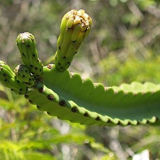 Leptocereus grantianus unspecified picture