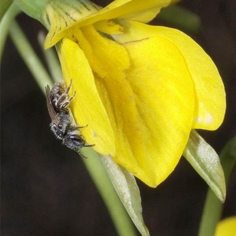 Diuris basaltica unspecified picture