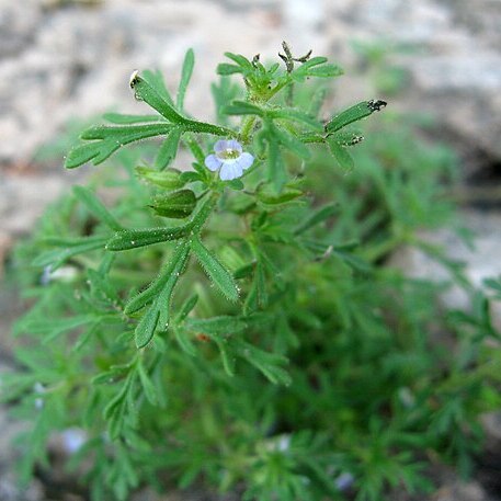 Leucospora multifida unspecified picture