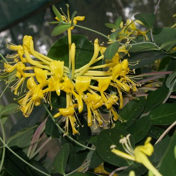 Lonicera tragophylla unspecified picture