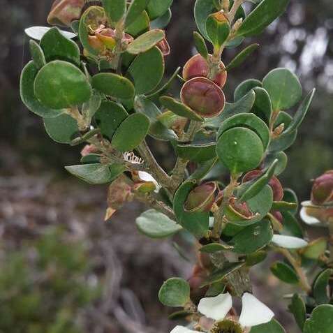 Leptospermum micromyrtus unspecified picture