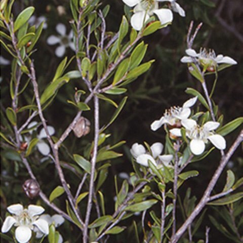 Leptospermum sejunctum unspecified picture