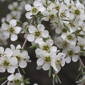 Leptospermum sericatum unspecified picture