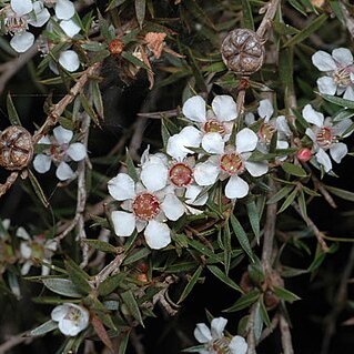 Leptospermum rupicola unspecified picture