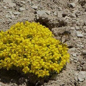 Physaria tumulosa (barneby) o'kane unspecified picture