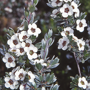 Leptospermum namadgiensis unspecified picture