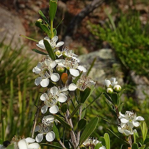 Leptospermum emarginatum unspecified picture