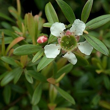 Leptospermum wooroonooran unspecified picture