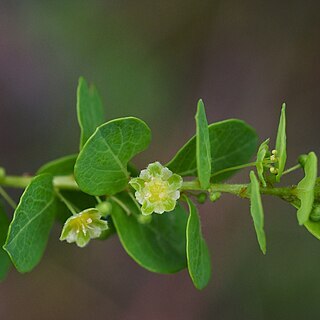 Phyllanthopsis unspecified picture