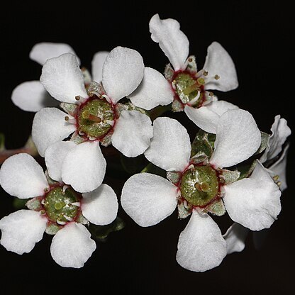 Leptospermum oligandrum unspecified picture