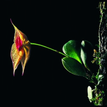 Lepanthes johnsonii unspecified picture