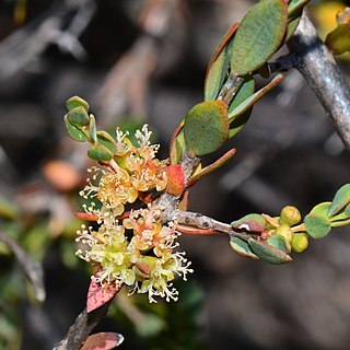 Melaleuca pauciflora unspecified picture