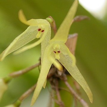 Myoxanthus exasperatus unspecified picture